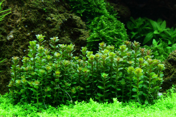 Rotala indica 'Bonsai' - Bonsai / Indische Rotala 1-2-Grow!